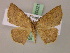  ( - BC ZSM Lep 20021)  @14 [ ] CreativeCommons - Attribution Non-Commercial Share-Alike (2010) Unspecified SNSB, Zoologische Staatssammlung Muenchen