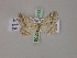  ( - BC ZSM Lep 20035)  @13 [ ] CreativeCommons - Attribution Non-Commercial Share-Alike (2010) Unspecified SNSB, Zoologische Staatssammlung Muenchen