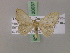  ( - BC ZSM Lep 20037)  @11 [ ] CreativeCommons - Attribution Non-Commercial Share-Alike (2010) Unspecified SNSB, Zoologische Staatssammlung Muenchen