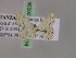  (Scopula ossicolor - BC ZSM Lep 20038)  @13 [ ] CreativeCommons - Attribution Non-Commercial Share-Alike (2010) Unspecified SNSB, Zoologische Staatssammlung Muenchen