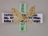  (Traminda falcata - BC ZSM Lep 20042)  @13 [ ] CreativeCommons - Attribution Non-Commercial Share-Alike (2010) Unspecified SNSB, Zoologische Staatssammlung Muenchen