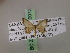  (Idaea malescriptaAH01Tz - BC ZSM Lep 20072)  @12 [ ] CreativeCommons - Attribution Non-Commercial Share-Alike (2010) Unspecified SNSB, Zoologische Staatssammlung Muenchen