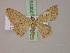 (Scopula BOLD:ABZ1190 - BC ZSM Lep 20075)  @13 [ ] CreativeCommons - Attribution Non-Commercial Share-Alike (2010) Unspecified SNSB, Zoologische Staatssammlung Muenchen