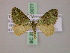  ( - BC ZSM Lep 20077)  @13 [ ] CreativeCommons - Attribution Non-Commercial Share-Alike (2010) Unspecified SNSB, Zoologische Staatssammlung Muenchen