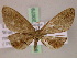  (Epiplema AH02Tz - BC ZSM Lep 20079)  @14 [ ] CreativeCommons - Attribution Non-Commercial Share-Alike (2010) Unspecified SNSB, Zoologische Staatssammlung Muenchen