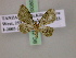  (Gymnoscelis AH04Tz - BC ZSM Lep 20080)  @13 [ ] CreativeCommons - Attribution Non-Commercial Share-Alike (2010) Unspecified SNSB, Zoologische Staatssammlung Muenchen