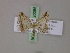  (Scopula opicata - BC ZSM Lep 20085)  @14 [ ] CreativeCommons - Attribution Non-Commercial Share-Alike (2010) Unspecified SNSB, Zoologische Staatssammlung Muenchen