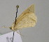  ( - BC ZSM Lep 21098)  @12 [ ] CreativeCommons - Attribution Non-Commercial Share-Alike (2010) Unspecified SNSB, Zoologische Staatssammlung Muenchen