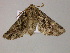  ( - BC ZSM Lep 21143)  @13 [ ] CreativeCommons - Attribution Non-Commercial Share-Alike (2010) Unspecified SNSB, Zoologische Staatssammlung Muenchen