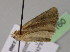  ( - BC ZSM Lep 21160)  @13 [ ] CreativeCommons - Attribution Non-Commercial Share-Alike (2010) Unspecified SNSB, Zoologische Staatssammlung Muenchen