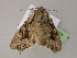  ( - BC ZSM Lep 21201)  @13 [ ] CreativeCommons - Attribution Non-Commercial Share-Alike (2010) Unspecified SNSB, Zoologische Staatssammlung Muenchen