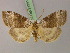  ( - BC ZSM Lep 21241)  @13 [ ] CreativeCommons - Attribution Non-Commercial Share-Alike (2010) Unspecified SNSB, Zoologische Staatssammlung Muenchen