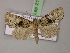  ( - BC ZSM Lep 21281)  @13 [ ] CreativeCommons - Attribution Non-Commercial Share-Alike (2010) Unspecified SNSB, Zoologische Staatssammlung Muenchen