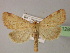  ( - BC ZSM Lep 21283)  @11 [ ] CreativeCommons - Attribution Non-Commercial Share-Alike (2010) Unspecified SNSB, Zoologische Staatssammlung Muenchen