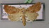  ( - BC ZSM Lep 21289)  @14 [ ] CreativeCommons - Attribution Non-Commercial Share-Alike (2010) Unspecified SNSB, Zoologische Staatssammlung Muenchen