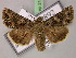  (Anarta odontites - BC ZSM Lep 21291)  @15 [ ] CreativeCommons - Attribution Non-Commercial Share-Alike (2010) Unspecified SNSB, Zoologische Staatssammlung Muenchen