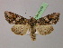  ( - BC ZSM Lep 21295)  @13 [ ] CreativeCommons - Attribution Non-Commercial Share-Alike (2010) Unspecified SNSB, Zoologische Staatssammlung Muenchen