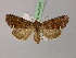  ( - BC ZSM Lep 21300)  @13 [ ] CreativeCommons - Attribution Non-Commercial Share-Alike (2010) Unspecified SNSB, Zoologische Staatssammlung Muenchen