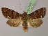  ( - BC ZSM Lep 21302)  @14 [ ] CreativeCommons - Attribution Non-Commercial Share-Alike (2010) Unspecified SNSB, Zoologische Staatssammlung Muenchen