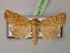  ( - BC ZSM Lep 21304)  @11 [ ] CreativeCommons - Attribution Non-Commercial Share-Alike (2010) Unspecified SNSB, Zoologische Staatssammlung Muenchen