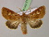  ( - BC ZSM Lep 21319)  @14 [ ] CreativeCommons - Attribution Non-Commercial Share-Alike (2010) Unspecified SNSB, Zoologische Staatssammlung Muenchen
