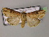  ( - BC ZSM Lep 21323)  @13 [ ] CreativeCommons - Attribution Non-Commercial Share-Alike (2010) Unspecified SNSB, Zoologische Staatssammlung Muenchen