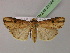  ( - BC ZSM Lep 21324)  @14 [ ] CreativeCommons - Attribution Non-Commercial Share-Alike (2010) Unspecified SNSB, Zoologische Staatssammlung Muenchen