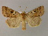  ( - BC ZSM Lep 21326)  @14 [ ] CreativeCommons - Attribution Non-Commercial Share-Alike (2010) Unspecified SNSB, Zoologische Staatssammlung Muenchen