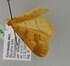  ( - BC ZSM Lep 21378)  @11 [ ] CreativeCommons - Attribution Non-Commercial Share-Alike (2010) Unspecified SNSB, Zoologische Staatssammlung Muenchen
