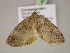  ( - BC ZSM Lep 21398)  @12 [ ] CreativeCommons - Attribution Non-Commercial Share-Alike (2010) Unspecified SNSB, Zoologische Staatssammlung Muenchen