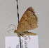  ( - BC ZSM Lep 21419)  @11 [ ] CreativeCommons - Attribution Non-Commercial Share-Alike (2010) Unspecified SNSB, Zoologische Staatssammlung Muenchen