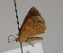  ( - BC ZSM Lep 21422)  @11 [ ] CreativeCommons - Attribution Non-Commercial Share-Alike (2010) Unspecified SNSB, Zoologische Staatssammlung Muenchen