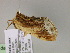  ( - BC ZSM Lep 21453)  @13 [ ] CreativeCommons - Attribution Non-Commercial Share-Alike (2010) Unspecified SNSB, Zoologische Staatssammlung Muenchen
