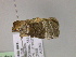  ( - BC ZSM Lep 21455)  @13 [ ] CreativeCommons - Attribution Non-Commercial Share-Alike (2010) Unspecified SNSB, Zoologische Staatssammlung Muenchen