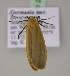  ( - BC ZSM Lep 21460)  @13 [ ] CreativeCommons - Attribution Non-Commercial Share-Alike (2010) Unspecified SNSB, Zoologische Staatssammlung Muenchen