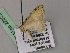  ( - BC ZSM Lep 22522)  @12 [ ] CreativeCommons - Attribution Non-Commercial Share-Alike (2010) Unspecified SNSB, Zoologische Staatssammlung Muenchen
