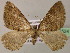  ( - BC ZSM Lep 22524)  @11 [ ] CreativeCommons - Attribution Non-Commercial Share-Alike (2010) Unspecified SNSB, Zoologische Staatssammlung Muenchen