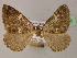  ( - BC ZSM Lep 22525)  @12 [ ] CreativeCommons - Attribution Non-Commercial Share-Alike (2010) Unspecified SNSB, Zoologische Staatssammlung Muenchen