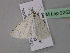  (Scopula AH02Mg - BC ZSM Lep 22529)  @13 [ ] CreativeCommons - Attribution Non-Commercial Share-Alike (2010) Unspecified SNSB, Zoologische Staatssammlung Muenchen