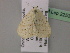  (Scopula umbelaria - BC ZSM Lep 22532)  @12 [ ] CreativeCommons - Attribution Non-Commercial Share-Alike (2010) Unspecified SNSB, Zoologische Staatssammlung Muenchen