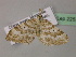  (Epirrhoe AH01Mg - BC ZSM Lep 22536)  @14 [ ] CreativeCommons - Attribution Non-Commercial Share-Alike (2010) Unspecified SNSB, Zoologische Staatssammlung Muenchen
