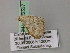  (Epirrhoe AH02Mg - BC ZSM Lep 22537)  @12 [ ] CreativeCommons - Attribution Non-Commercial Share-Alike (2010) Unspecified SNSB, Zoologische Staatssammlung Muenchen
