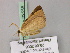  ( - BC ZSM Lep 22558)  @12 [ ] CreativeCommons - Attribution Non-Commercial Share-Alike (2010) Unspecified SNSB, Zoologische Staatssammlung Muenchen