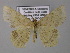  ( - BC ZSM Lep 24470)  @11 [ ] CreativeCommons - Attribution Non-Commercial Share-Alike (2010) Unspecified SNSB, Zoologische Staatssammlung Muenchen