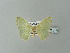  (Nemoria dentilineaAH01Br - BC ZSM Lep 78518)  @13 [ ] CreativeCommons - Attribution Non-Commercial Share-Alike (2013) Axel Hausmann/Bavarian State Collection of Zoology (ZSM) SNSB, Zoologische Staatssammlung Muenchen