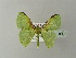  ( - BC ZSM Lep 78540)  @11 [ ] CreativeCommons - Attribution Non-Commercial Share-Alike (2013) Axel Hausmann/Bavarian State Collection of Zoology (ZSM) SNSB, Zoologische Staatssammlung Muenchen