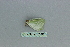  ( - BC ZSM Lep 80098)  @12 [ ] CreativeCommons - Attribution Non-Commercial Share-Alike (2013) Axel Hausmann/Bavarian State Collection of Zoology (ZSM) SNSB, Zoologische Staatssammlung Muenchen