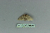  ( - BC ZSM Lep 80100)  @12 [ ] CreativeCommons - Attribution Non-Commercial Share-Alike (2013) Axel Hausmann/Bavarian State Collection of Zoology (ZSM) SNSB, Zoologische Staatssammlung Muenchen