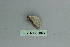  ( - BC ZSM Lep 80129)  @12 [ ] CreativeCommons - Attribution Non-Commercial Share-Alike (2013) Axel Hausmann/Bavarian State Collection of Zoology (ZSM) SNSB, Zoologische Staatssammlung Muenchen