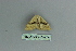  (Scopula latelineata - BC ZSM Lep 80135)  @12 [ ] CreativeCommons - Attribution Non-Commercial Share-Alike (2013) Axel Hausmann/Bavarian State Collection of Zoology (ZSM) SNSB, Zoologische Staatssammlung Muenchen